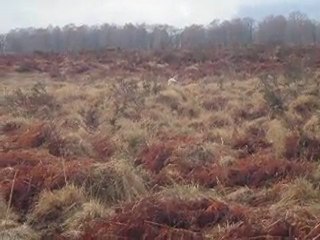 Emir des Tucs Landais 2