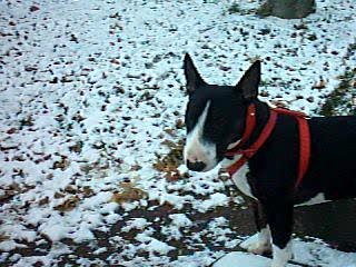 VARGAS AU SQUARE 3 (HIVER 2005)