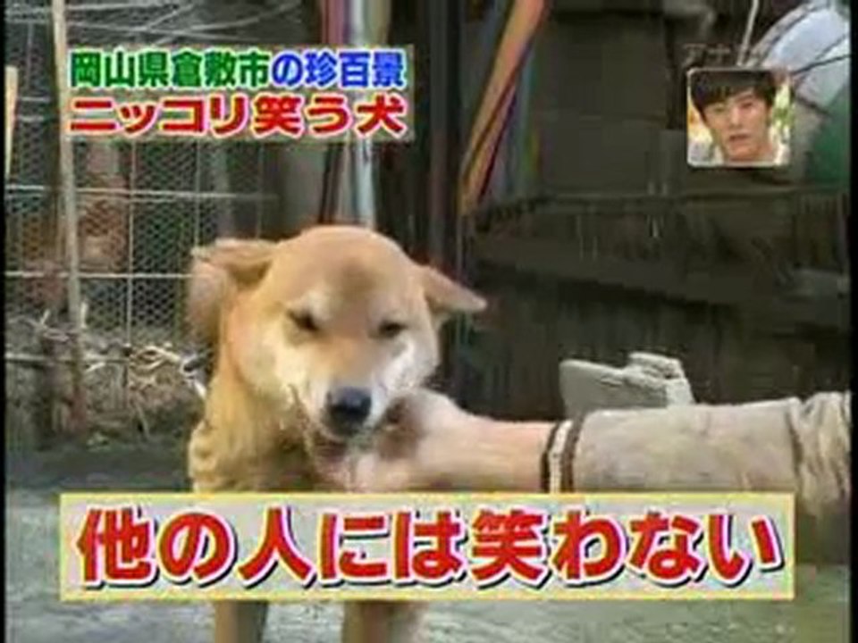 Un chien qui rigole !