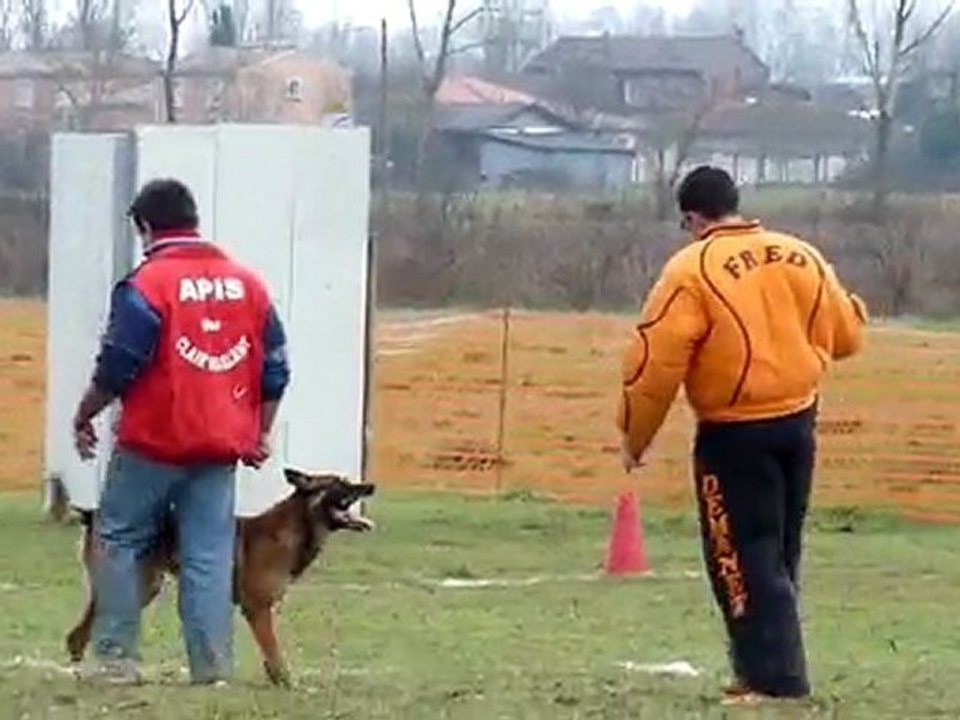 Apis défense du maître