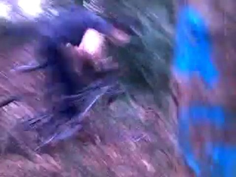 Saut mur 1M30 +chute dans un arbre