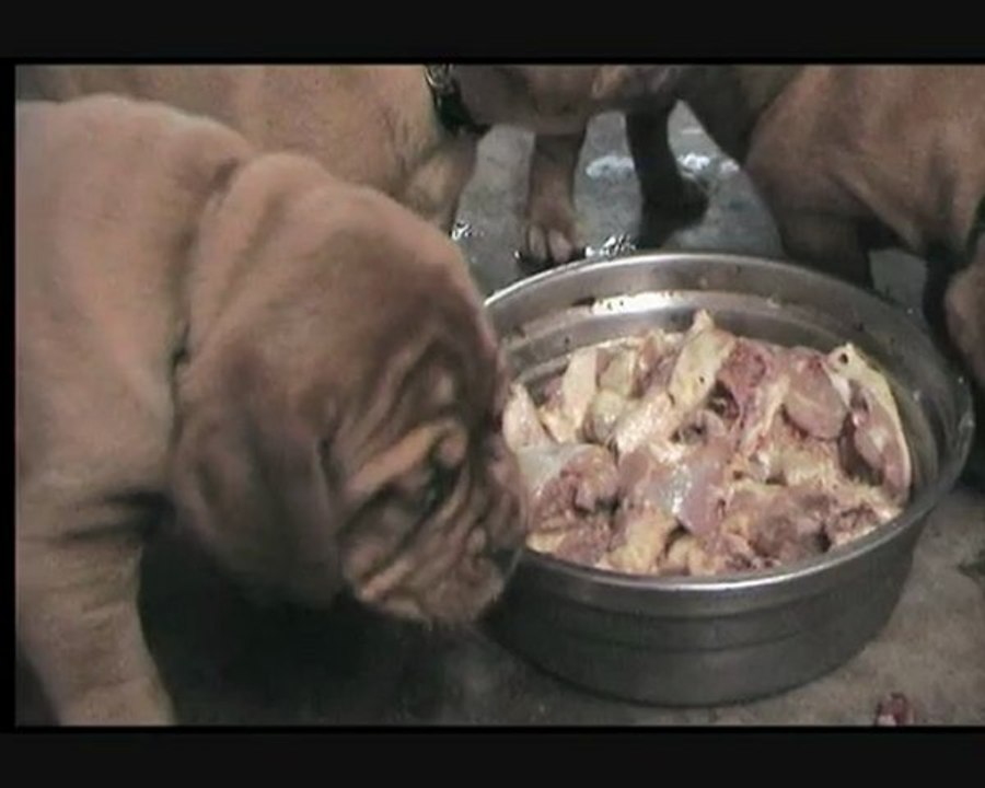 Chiots Dogue de Bordeaux