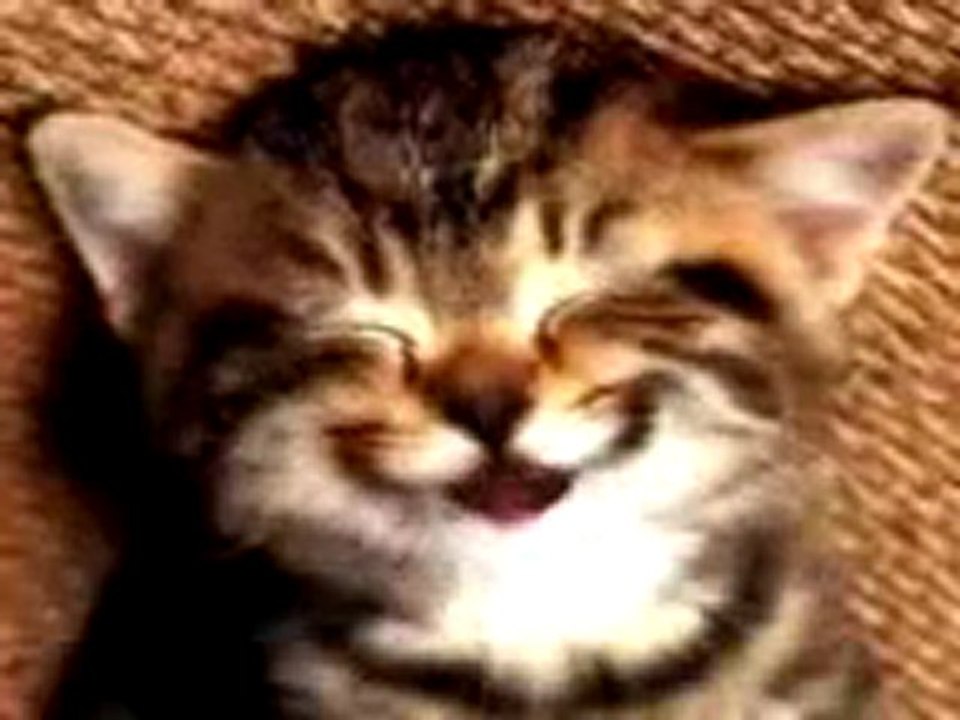 chat chante joyeux anniversaire