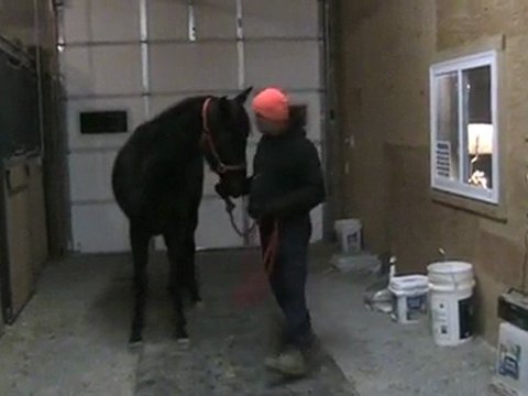 Training of Abril Brillante - Peruvian Paso
