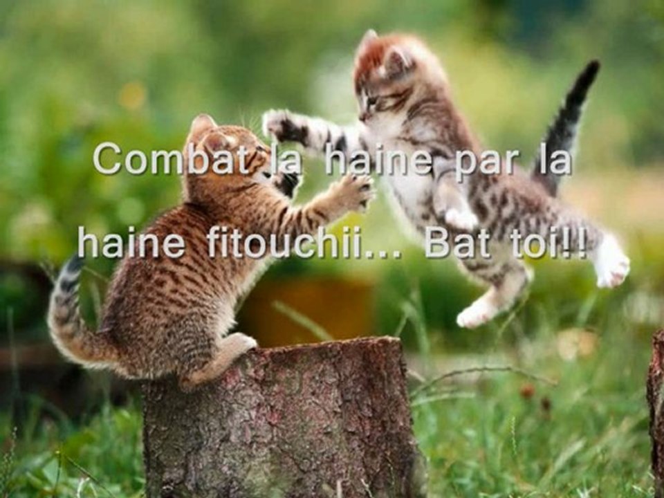 Mdr' les animaux (Yy'