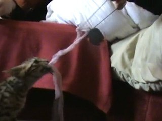 Chaton bengal grogne