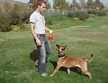 Dog Training a Puppy Sit Means Sit Murrieta, CA