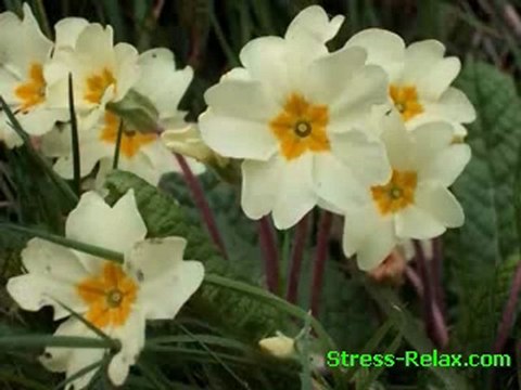 Stress management techniques - Stress relief gifts