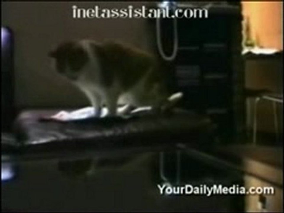http://inetassistant.com, cat say hello