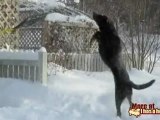 Cane impazzisce per la neve