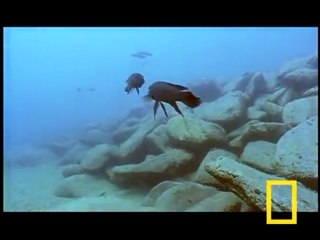 SİZCE BALIKLAR NASIL KAVGA EDERLER İŞTE BÖYLE