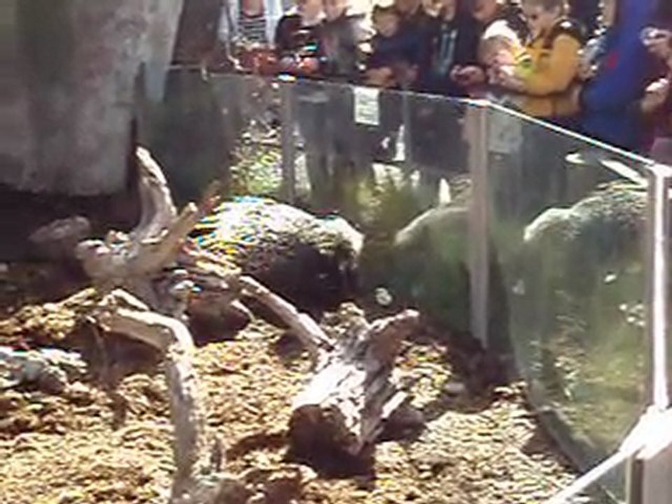 porc-épic au zoo de Christchurch