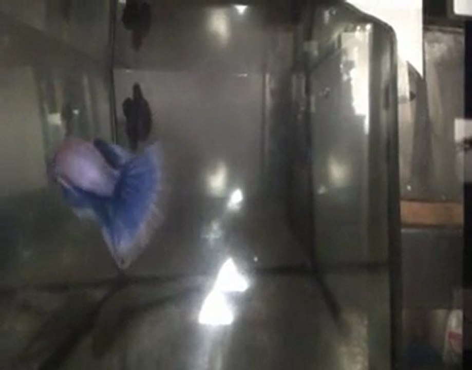 Betta splendens, Cambodge multi 09 02 2010