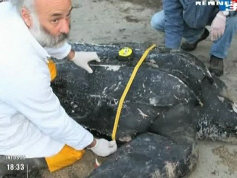 Les macro-déchets en baie du Mont Saint Michel -Association Al-lark.