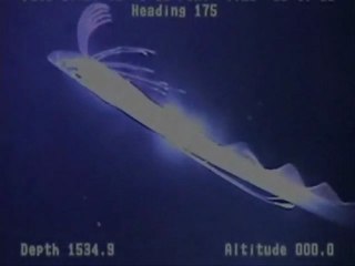 Per la prima volta il pesce remo filmato in profondità