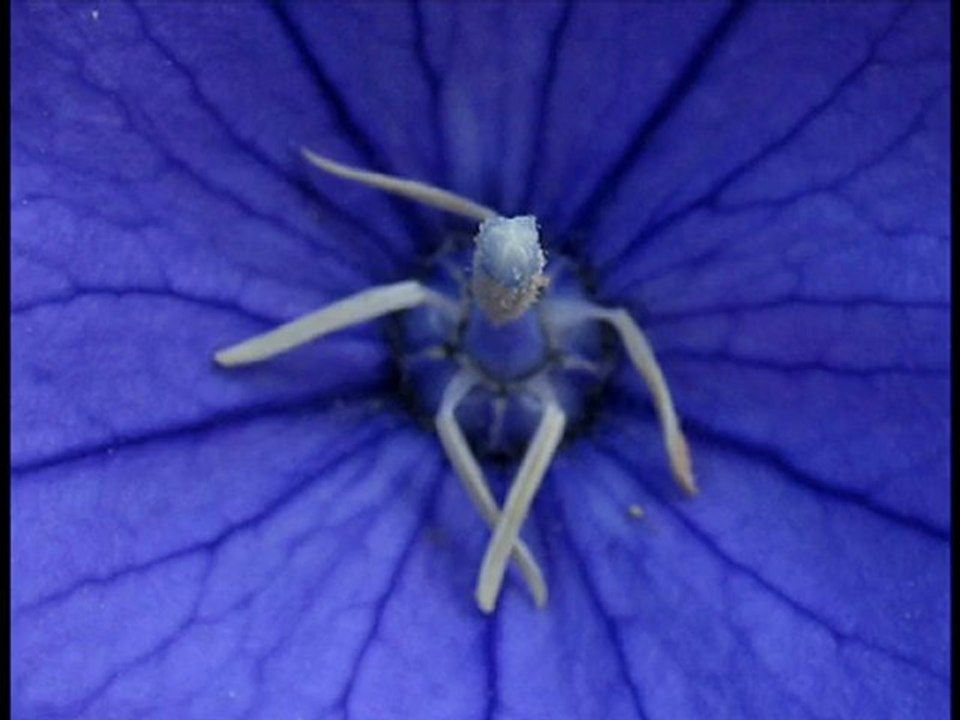 spirifleurs