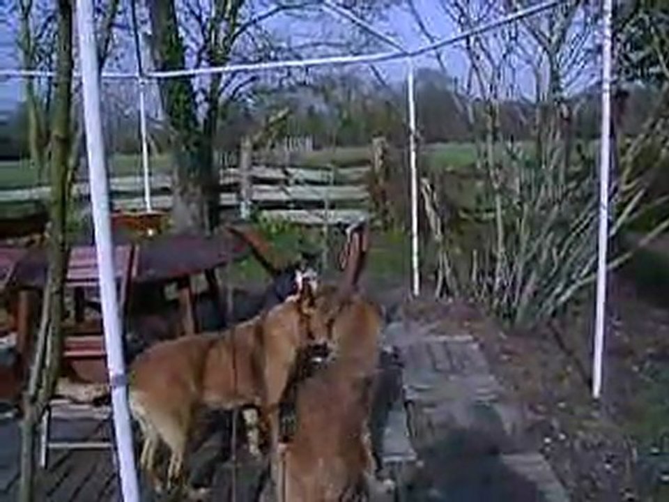 La "meute" s'amuse .....