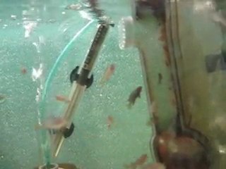 Hatch'n feeder videosu mpangalar ....