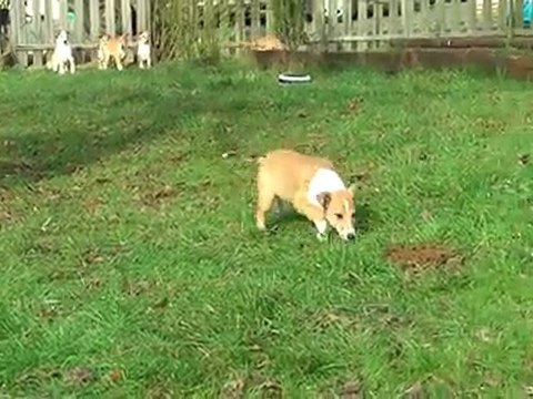 chiots colleys poil court