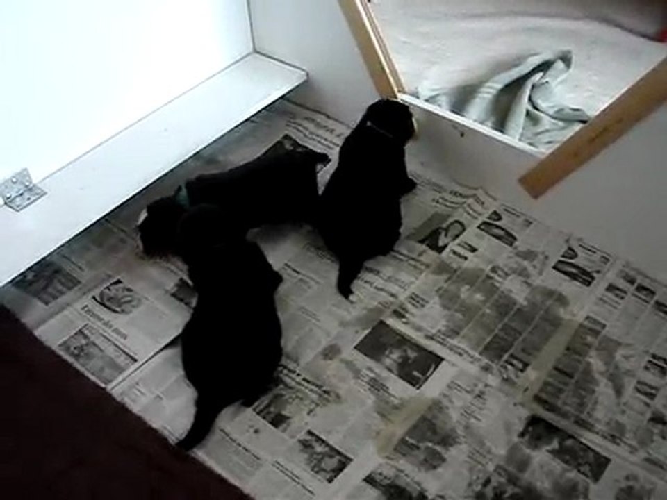 17 jours, premiers jeux, môsieur marron et mzelle verte !