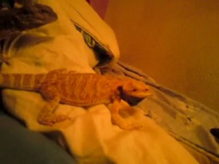 pogona raggae