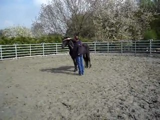 débourrage de vos chevaux méthode Lyons/De Corbigny