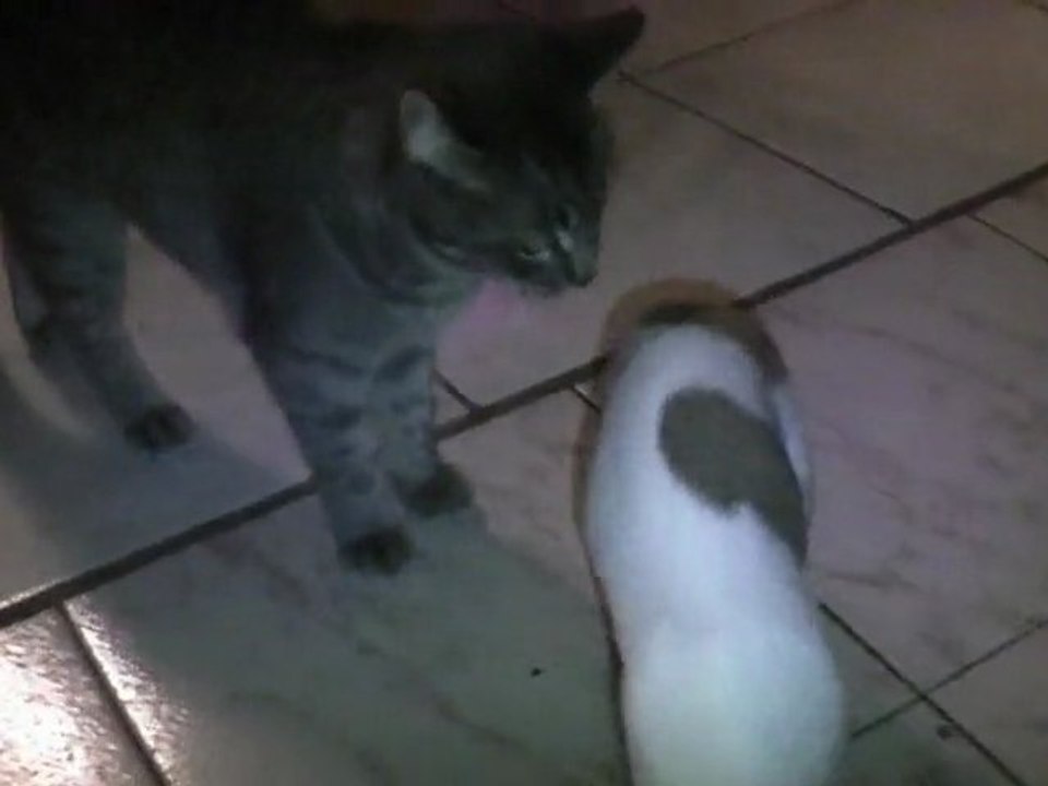 Chihuahuas et chat. part2