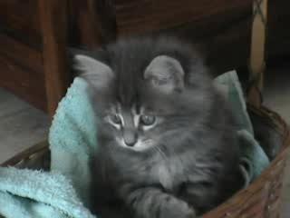 ninou qui fait sa toilette