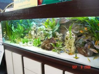 How to setup natural looking aquarium with 3d background
