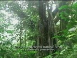 Javan Gibbon, Story from Petungkriyono Forest