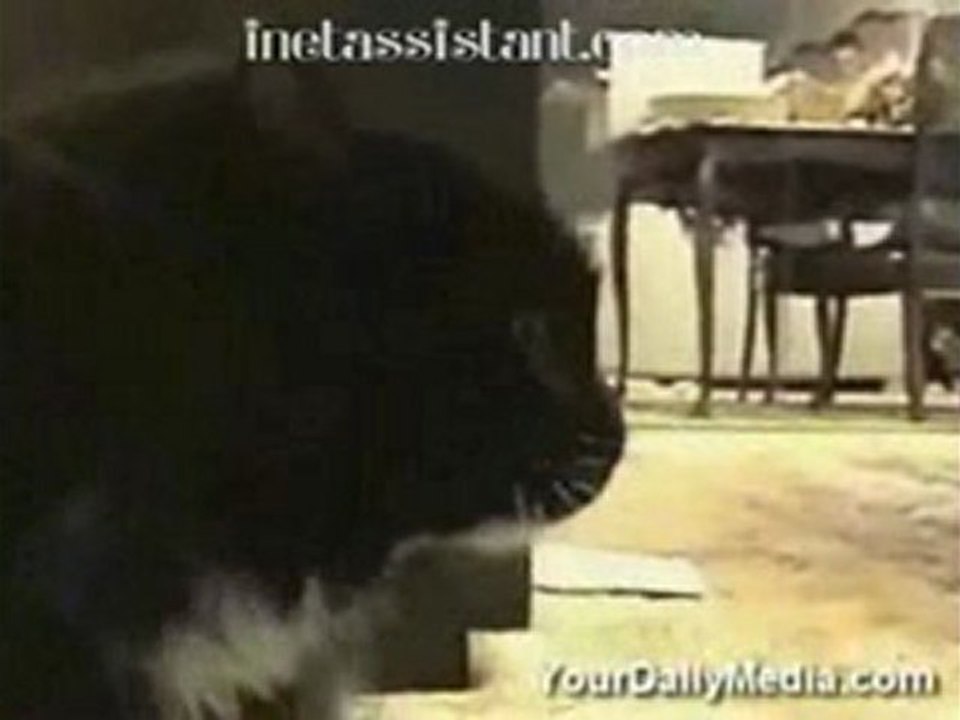 http://inetassistant.com, when a cat drunk