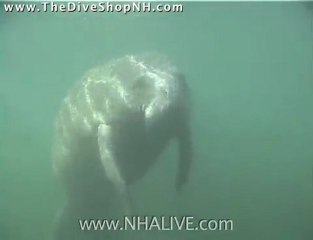Scuba Diving with Manatees