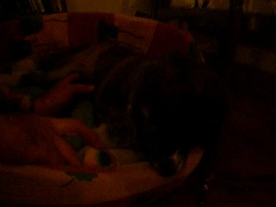 Eiko 2 mois fais les puces à son panier