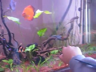 yenilenmiş discus tankım