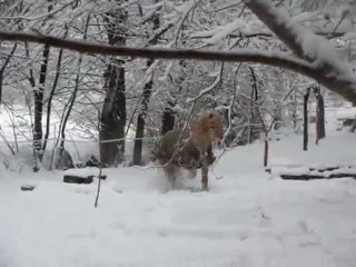 Galop dans la neige 2