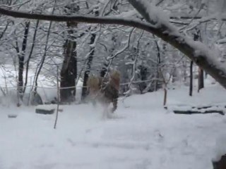 Galop dans la neige 3