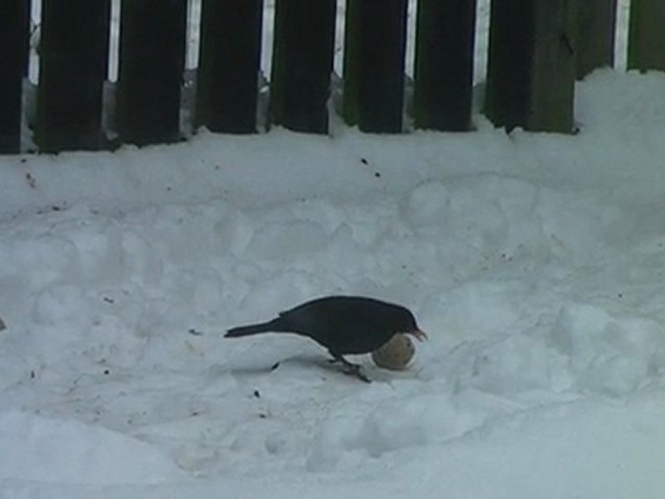 Blackbird