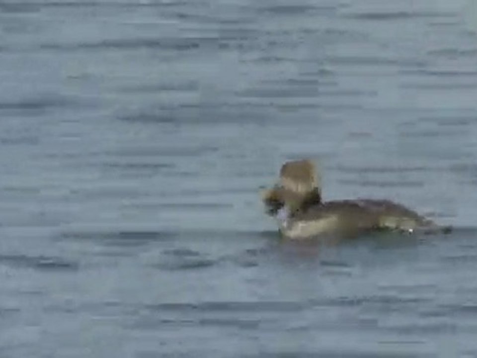 Lophodytes cucullatus
