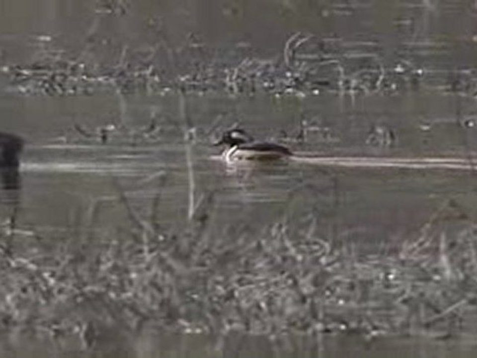 Lophodytes cucullatus