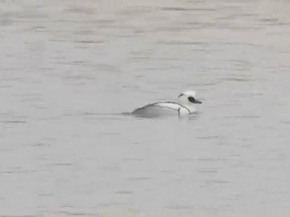 Mergellus albellus