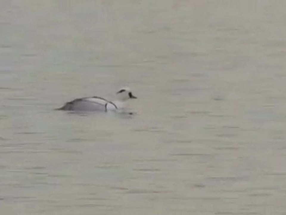 Mergellus albellus