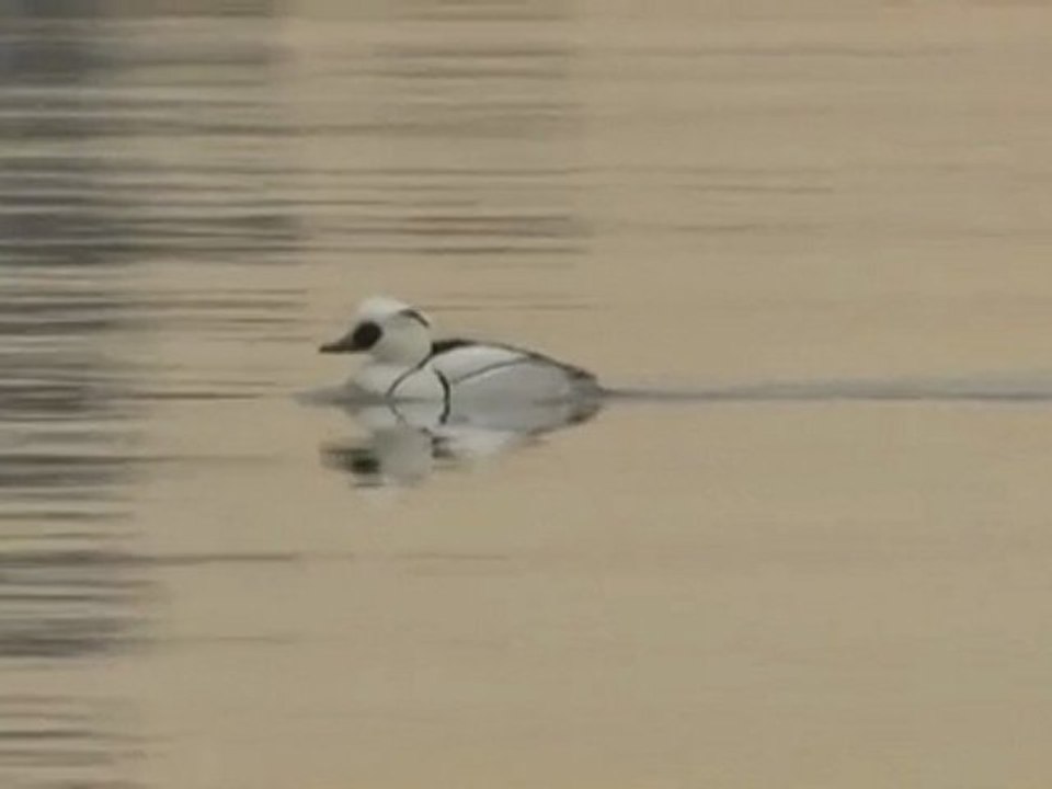 Mergellus albellus