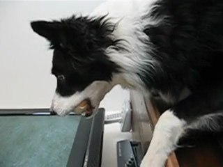 Mad Dog Attacking TV