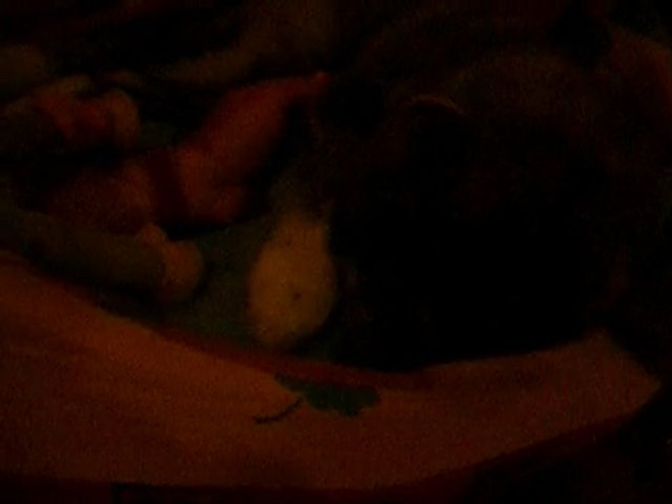 Eiko 2 mois fais les puces à son pouet pouet