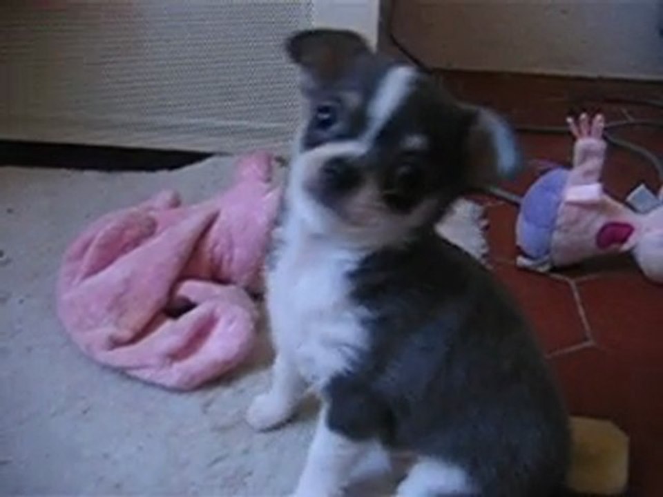 petits chihuahua
