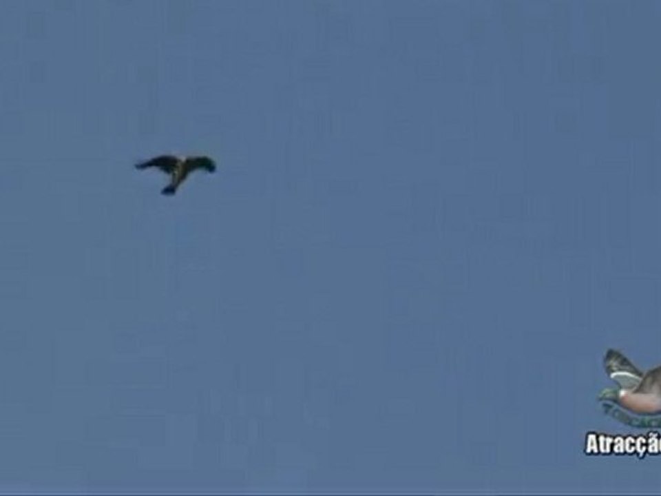 Tirada de Paloma Torcaz en Extremadura y Portugal Parte 5