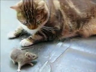 Un chat qui a peur d'une souris