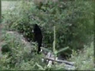 Un ours marche debout