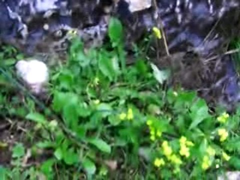 Kuşadası Kirazlı Köyü Yürüyüşü 4