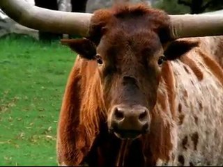 "Longhorn Bull" Budweiser Clydesdale Super Bowl Ad 2010 Com